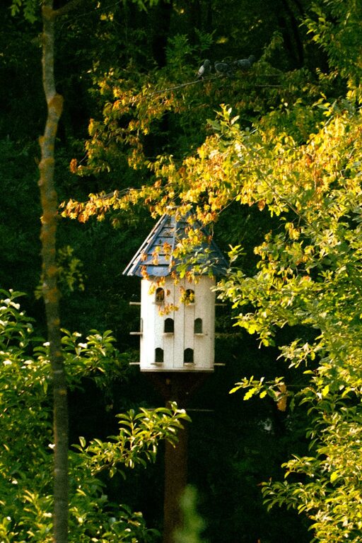 Beginner Tips for Backyard Birdwatching: Enjoy Nature at Home