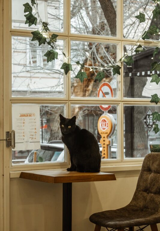 How to Set Up a Cozy and Safe Pet-Friendly Home Corner